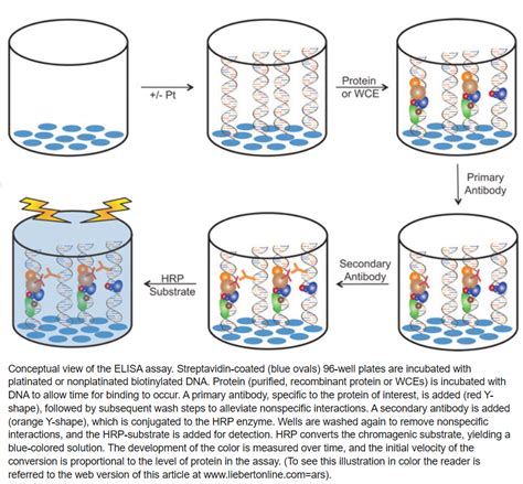 elisa test vitamin|elisa incubation buffer.